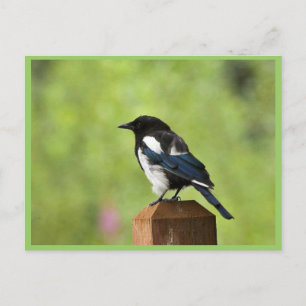 Black-billed magpie postcard
