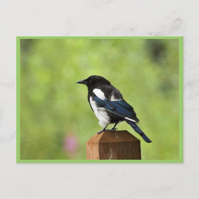 Black-billed magpie postcard (Front)