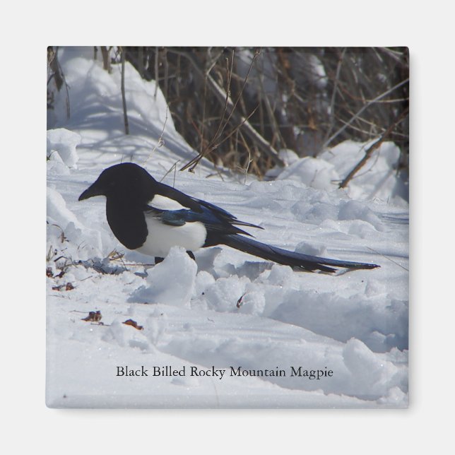 Black Billed Rocky Mountain Magpie magnet (Front)