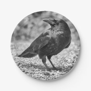 Black bird, crow, on the rocks paper plate