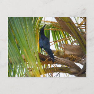 Black bird postcard