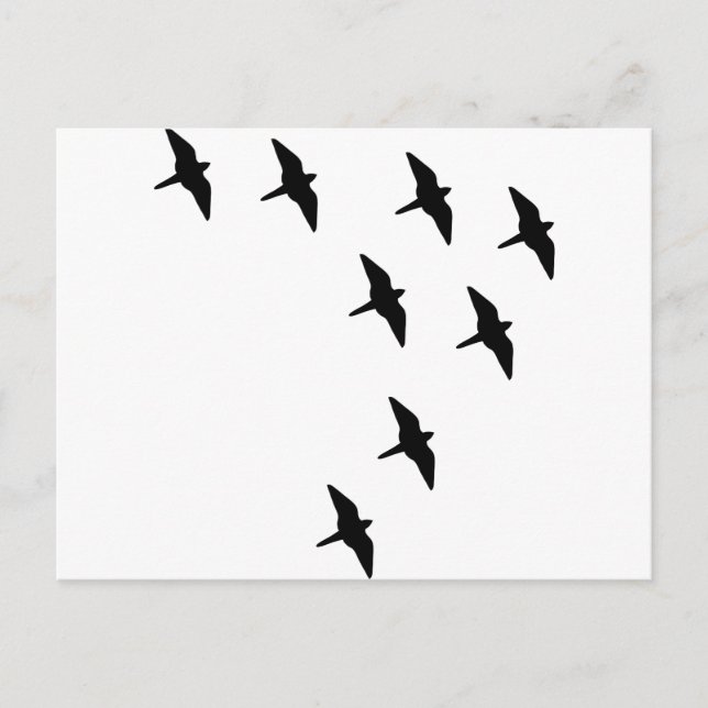 black birds postcard (Front)