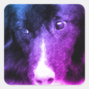 Black Border Collie Animal Art  Square Sticker