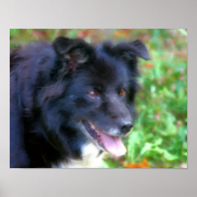 Black Border Collie Dog Art Photo Painting Poster (Front)