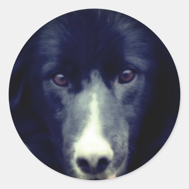 Black Border Collie Face Classic Round Sticker (Front)