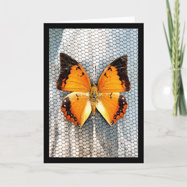 Black-Bordered Charaxes Butterfly Greeting Card V5 (Front)
