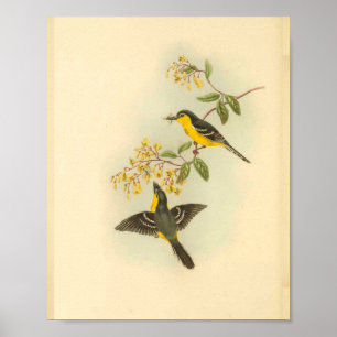 Black Breasted Yellow Flycatcher Bird Print