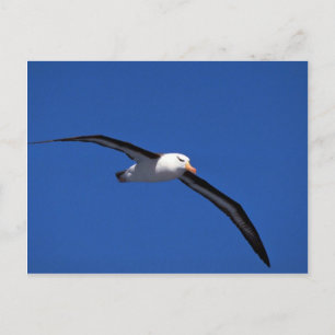Black-Browed Albatross In Flight Postcard
