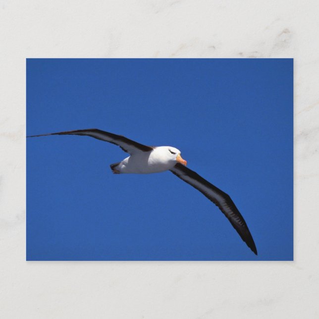 Black-Browed Albatross In Flight Postcard (Front)