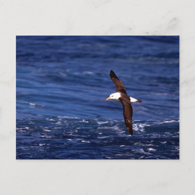 Black-Browed Albatross In Flight Postcard (Front)