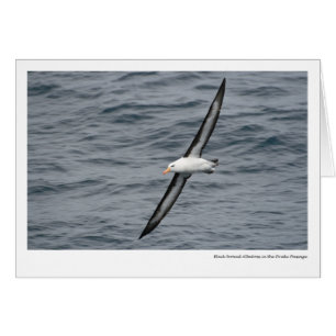 Black-browed Albatross in the Drake Passage