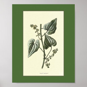 Black Bryony Vintage Illustration Poster
