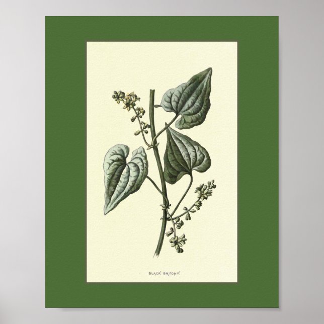 Black Bryony Vintage Illustration Poster (Front)