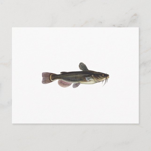Black Bullhead Catfish Art Postcard (Front)