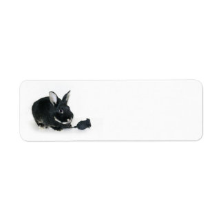 Black Bunny rose