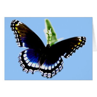Black Butterfly