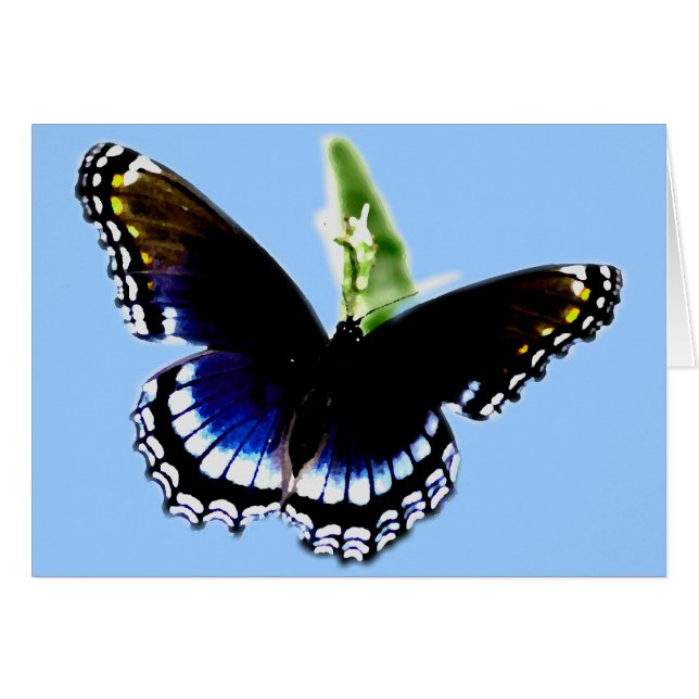 Black Butterfly (Front Horizontal)