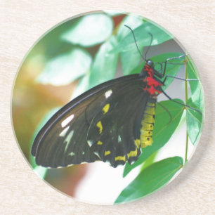 Black Butterfly Nature Drink Coaster