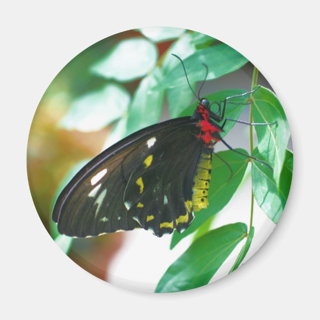 Black Butterfly Nature  Magnet (Front)