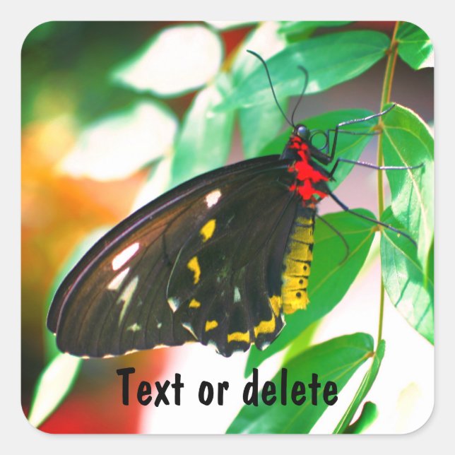 Black Butterfly Nature Personalized Square Sticker (Front)