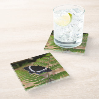 Black Butterfly on Fern Glass Coaster