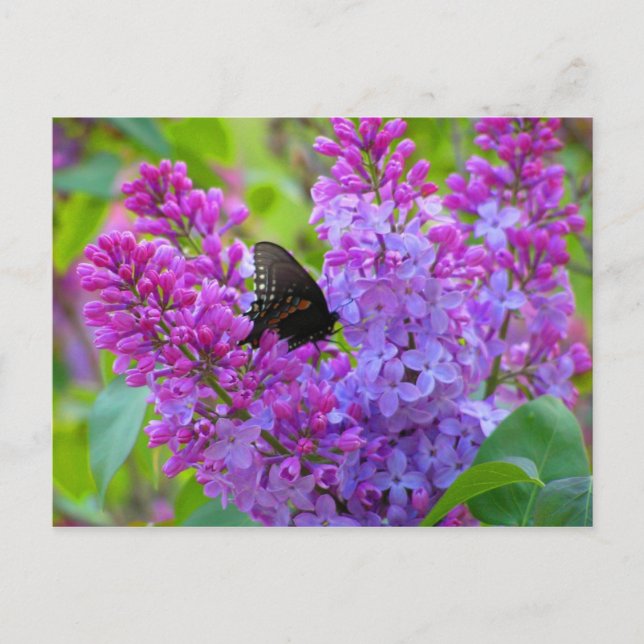 Black Butterfly on Lilac Postcard (Front)