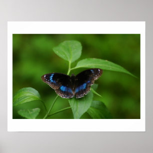 Black Butterfly Poster
