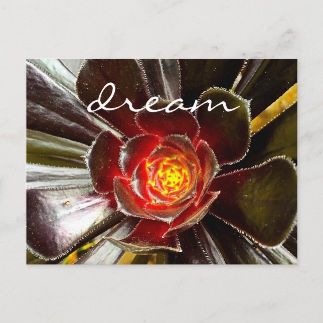 Black Cactus Succulent Photography Dream Script Postcard (Front)