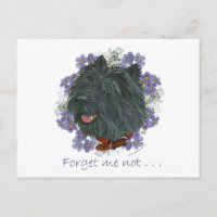 Black Cairn Terrier Forget-me-not