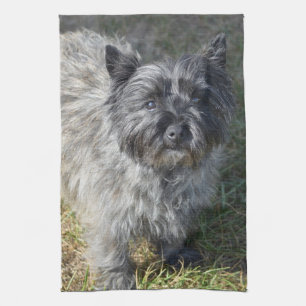 Black Cairn Terrier Kitchen Towel