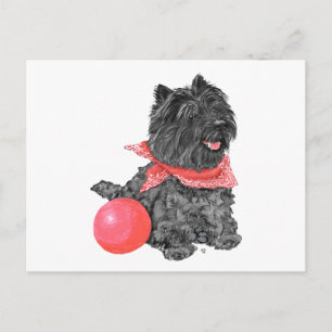 Black Cairn Terrier with Ball Postcard
