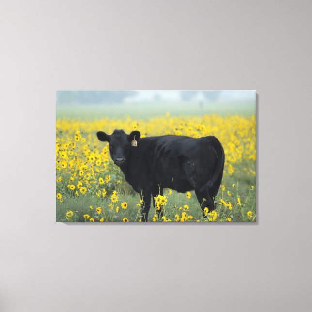 Black Calf in a Field of Sunflowers Canvas Print (Front)