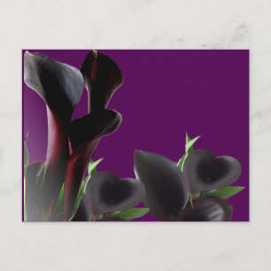 Black Calla Lily Flowers Postcard