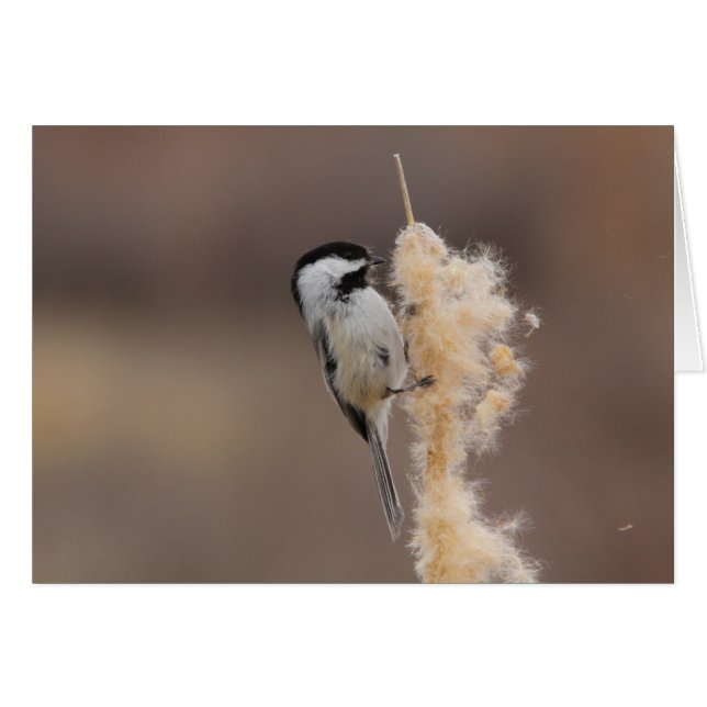 Black-capped Chickadee (Front Horizontal)