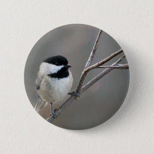 Black Capped Chickadee 2 Inch Round Button