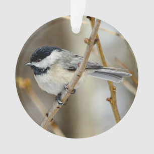 Black Capped Chickadee Acrylic Ornament