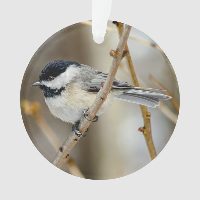 Black Capped Chickadee Acrylic Ornament (Front)