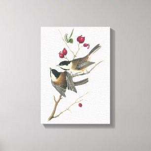 Black-capped Chickadee by Audubon Canvas Print