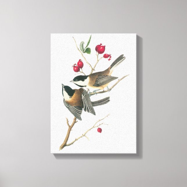 Black-capped Chickadee by Audubon Canvas Print (Front)