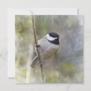 Black Capped Chickadee Cedar Branches Winter Bird Holiday Card