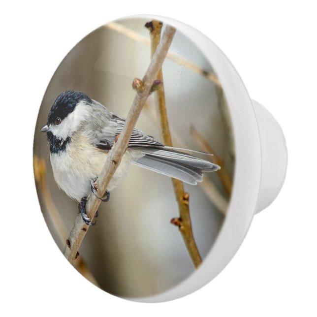 Black Capped Chickadee Ceramic Knob (Right)