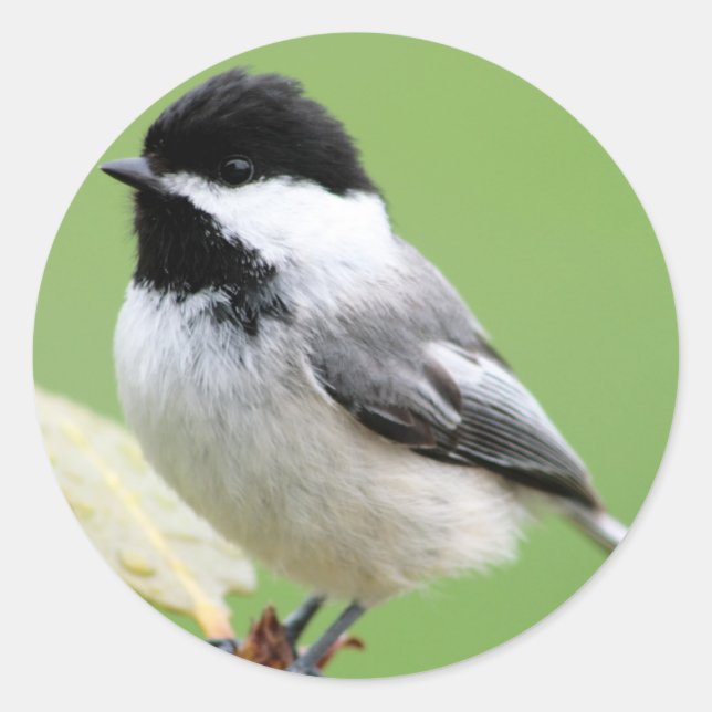 Black Capped Chickadee Classic Round Sticker (Front)