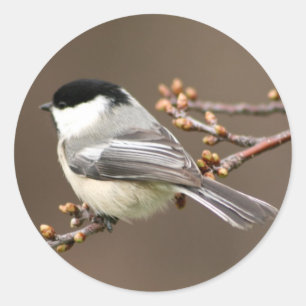 Black Capped Chickadee Classic Round Sticker