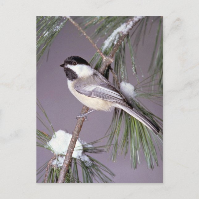 Black-capped Chickadee ? grey background Postcard (Front)