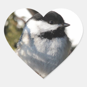 Black Capped Chickadee Heart Sticker