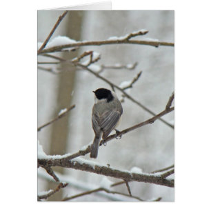 Black-Capped Chickadee in Snow Storm