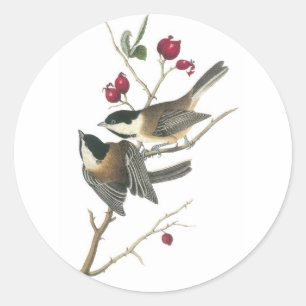 Black-capped Chickadee, John Audubon Classic Round Sticker