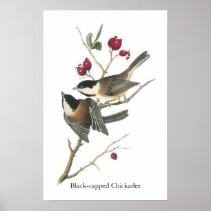 Black-capped Chickadee, John Audubon Poster