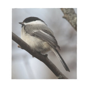 Black Capped Chickadee Notepad