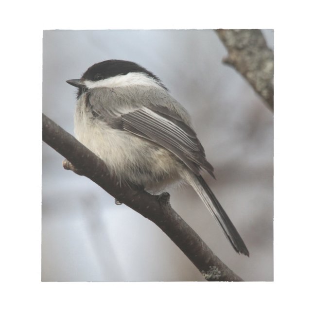Black Capped Chickadee Notepad (Front)